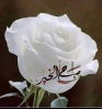 احلام جميلة أنا بنت حلال من مصر أبحث عن زوج - موقع زواج عرسان احلام جميلة أنا بنت حلال من مصر أبحث عن زوج - موقع زواج عرسان