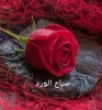 نونة يوسف أنا بنت حلال من مصر أبحث عن زوج - موقع زواج عرسان نونة يوسف أنا بنت حلال من مصر أبحث عن زوج - موقع زواج عرسان