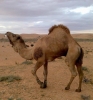 على الورفلى أنا أبن حلال من ليبيا أبحث عن زوجة - موقع زواج عرسان على الورفلى أنا أبن حلال من ليبيا أبحث عن زوجة - موقع زواج عرسان